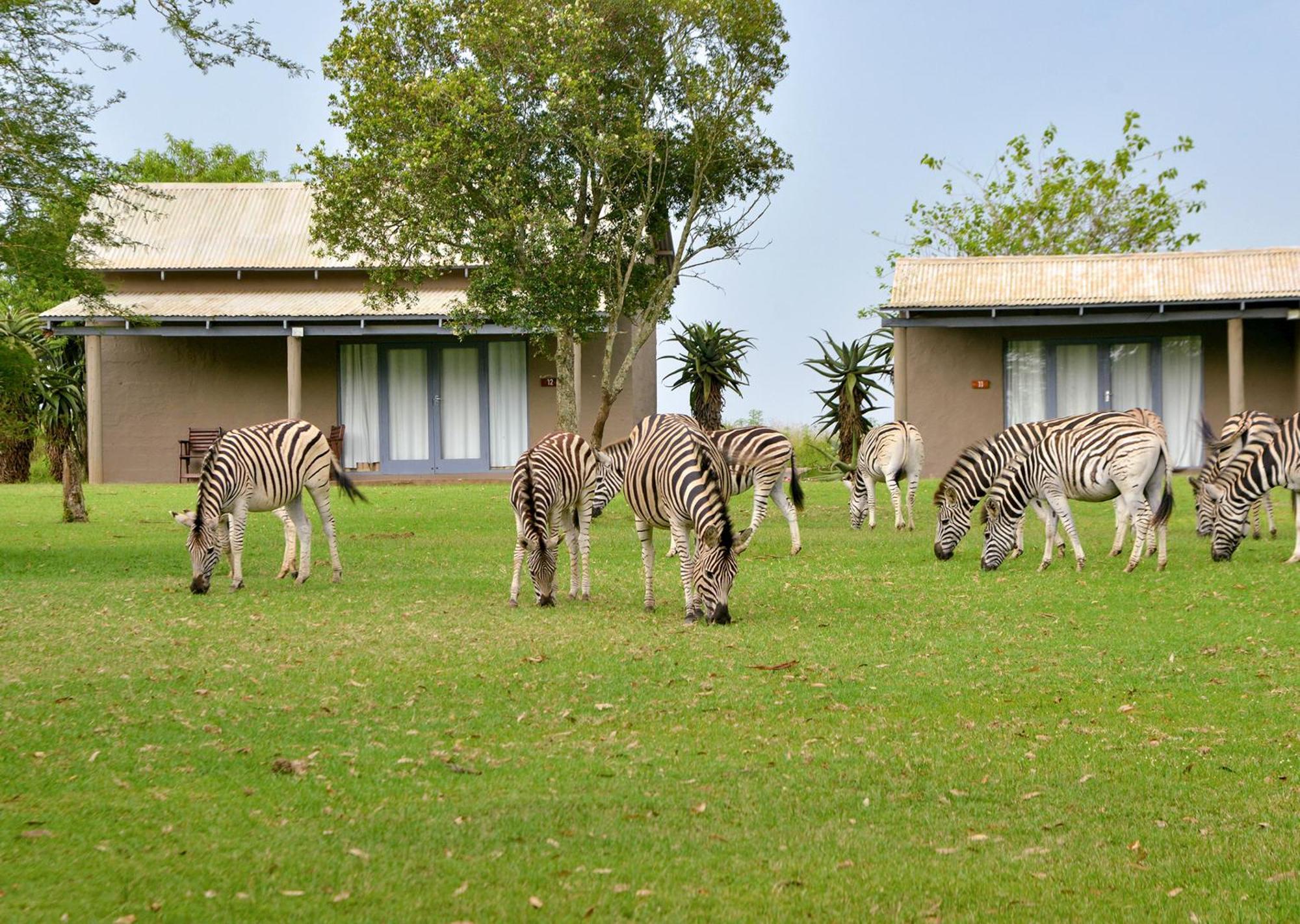 Tala Collection Game Reserve Silverton Exterior foto
